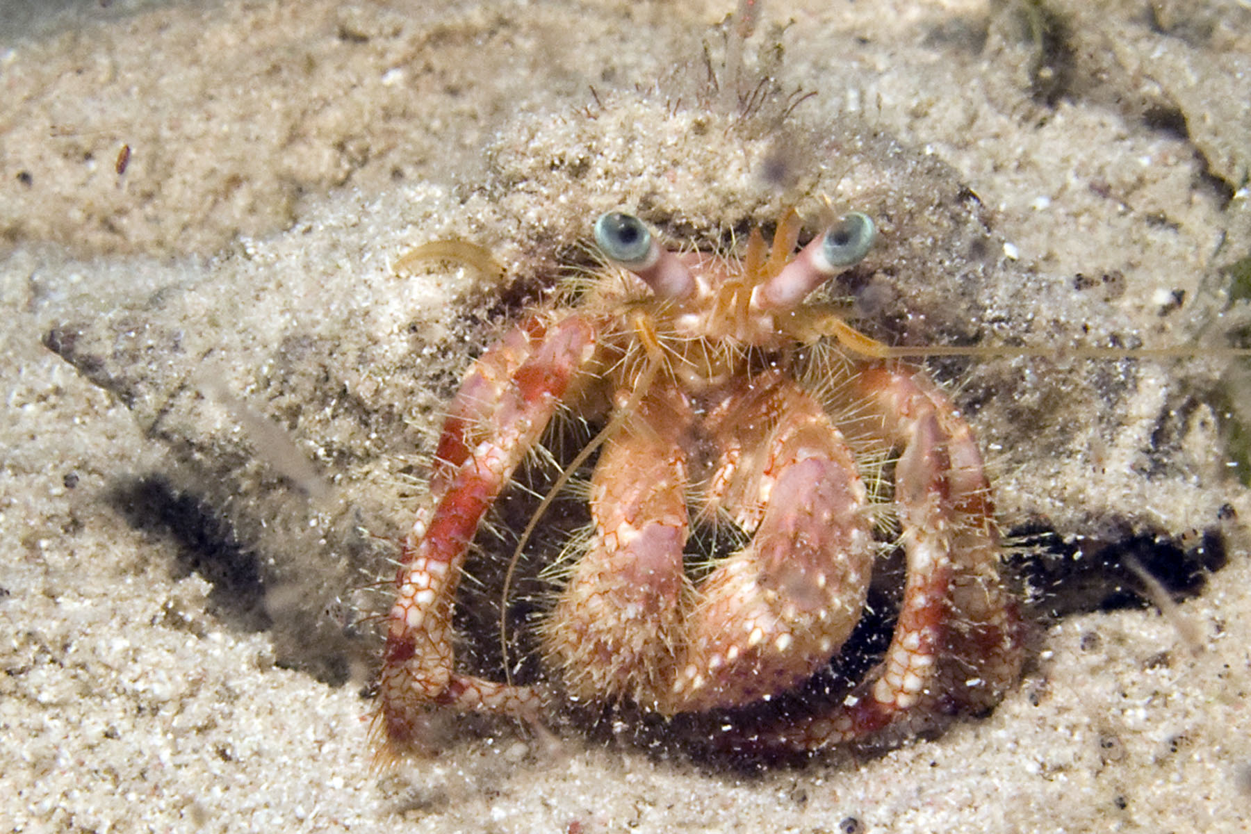 Hermit crab